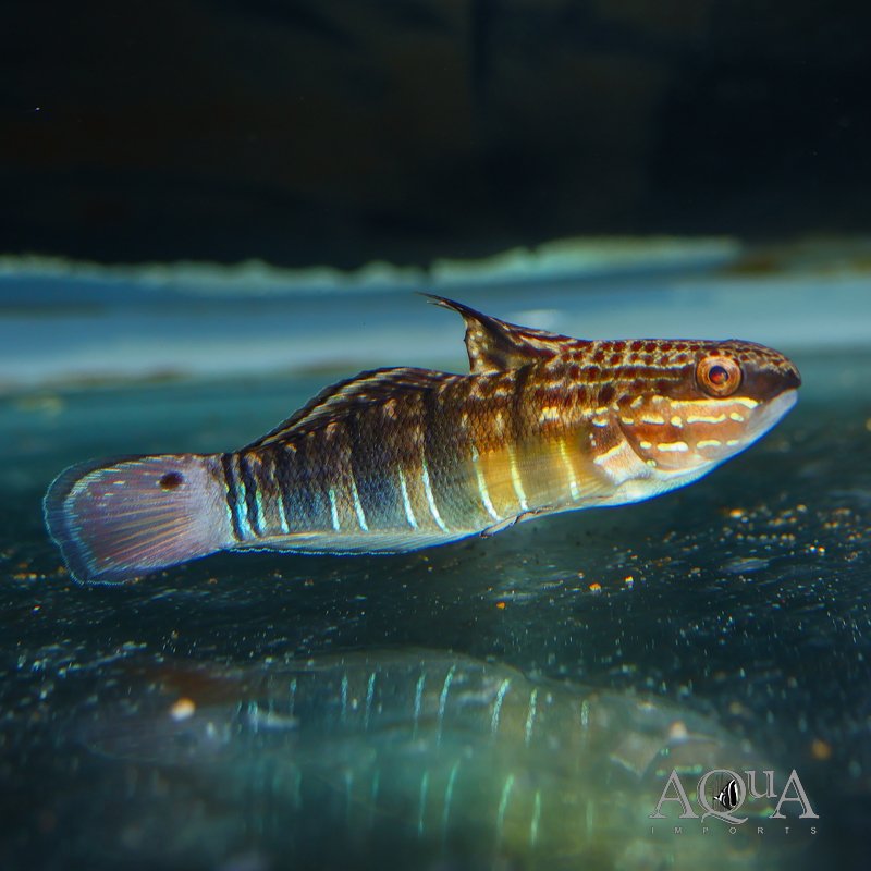 Banded Sleeper Goby (Amblygobius phalaena)