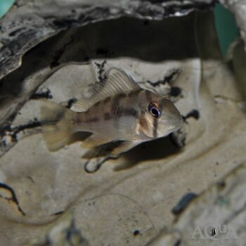 Bandit Cichlid (Guianacara geayi)