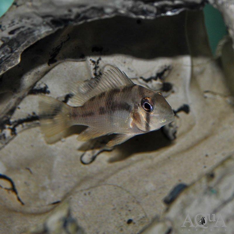 Bandit Cichlid (Guianacara geayi)