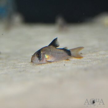 Bandit / Metae Cory (Hoplisoma metae)