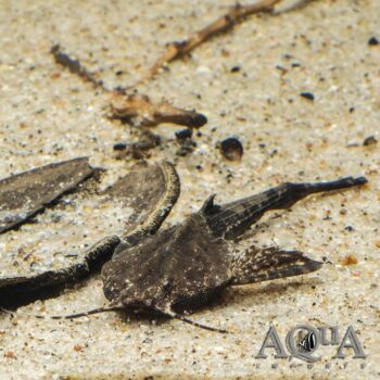 Banjo Catfish (Bunocephalus coracoideus)