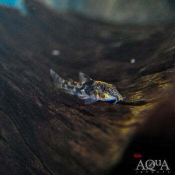 Barbatus Cory (Scleromstax barbatus)