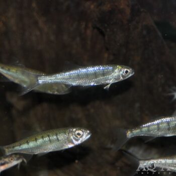 Barred Hill Trout (Opsarius barna)