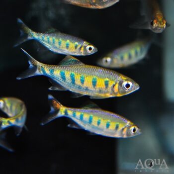 Barilius ardens