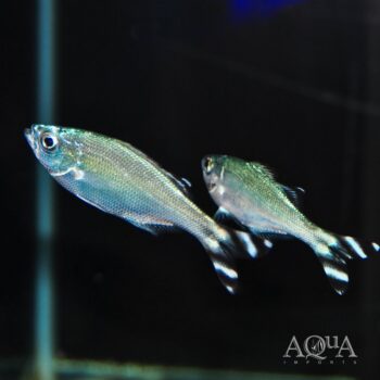 Barred Flagtail Kuhlia (Kuhlia mugil)