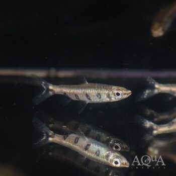 Barred Pencilfish (Nannostomus espei)