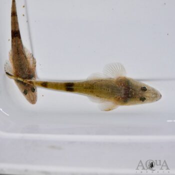 Bartail Flathead (Platycephalus indicus)