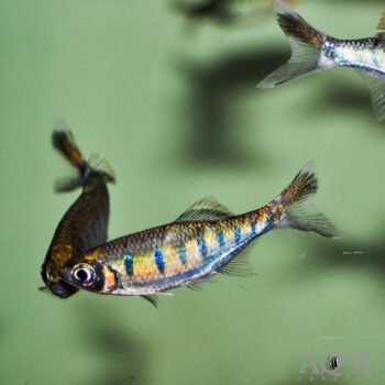 Canarensis Hill Trout (Barilius canarensis)