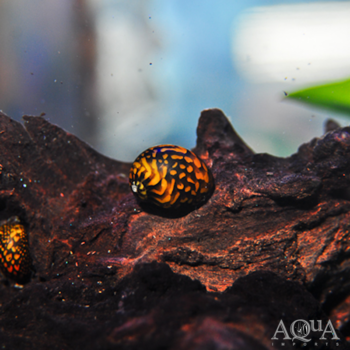 Batik Nerite Snail (Neritina cf. variegata)