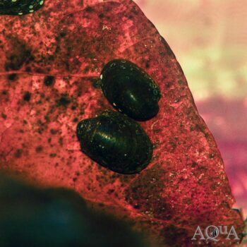 Batman Nerite Snail (Neritina sp.)