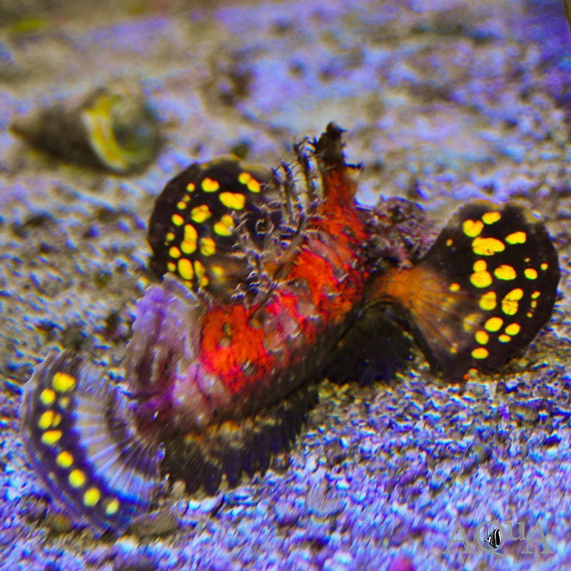 Bearded Ghoul / Demon Stinger (Inimicus cf. didactylus)