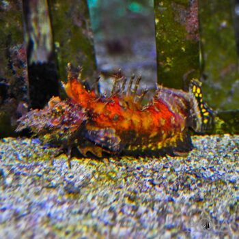 Bearded Ghoul / Demon Stinger (Inimicus cf. didactylus)