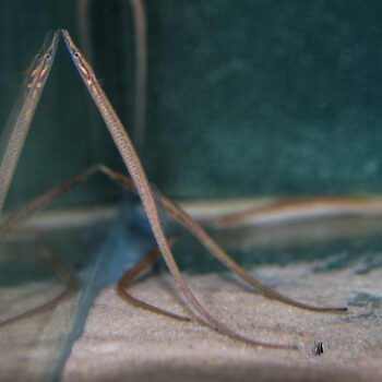 Bellybarred Pipefish (Hippichthys spicifer)