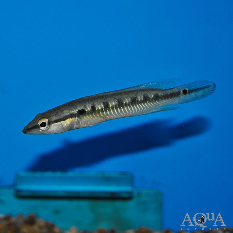 Sveni Pike Cichlid (Saxatilia sveni)