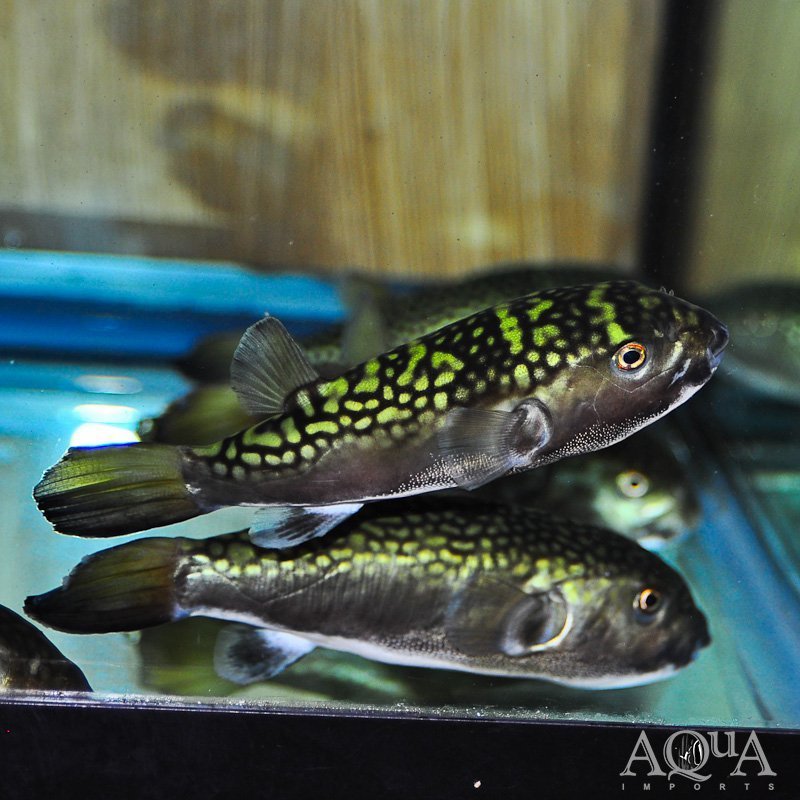 Bengal Puffer (Chelonodontops bengalensis)