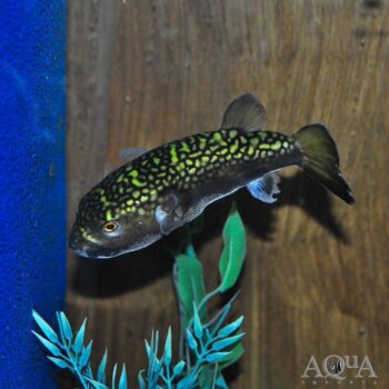Bengal Puffer (Chelonodontops bengalensis)