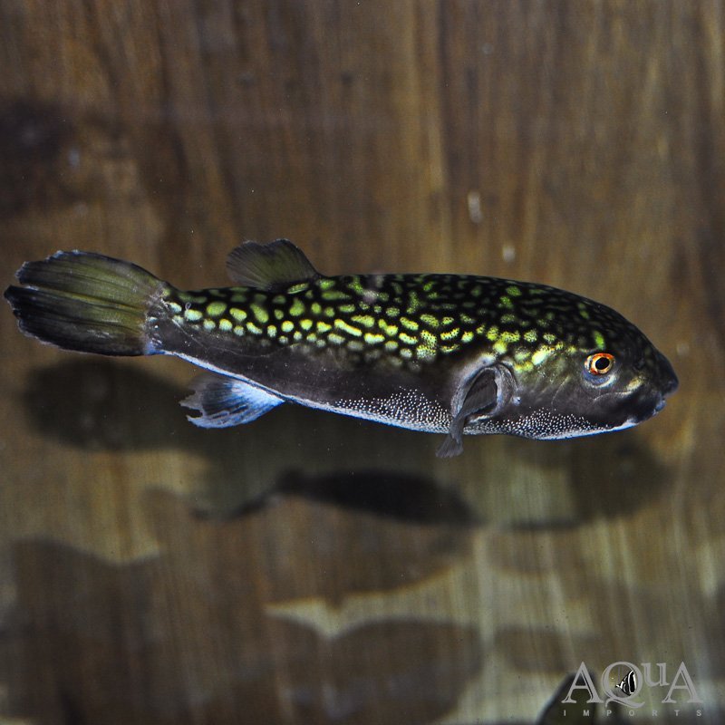 Bengal Puffer (Chelonodontops bengalensis)