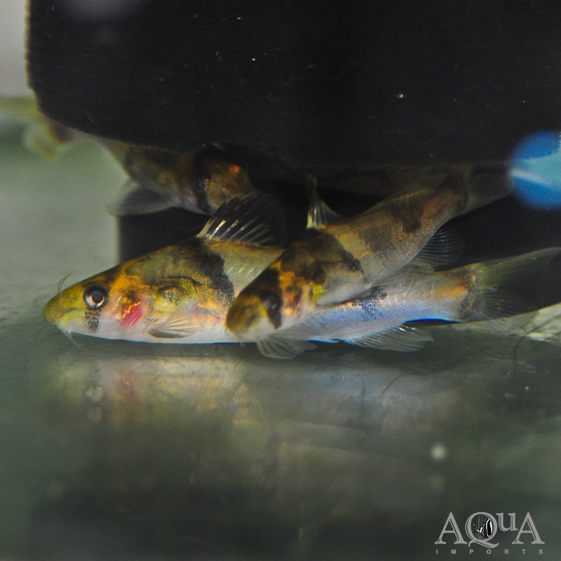 Bengal Tiger Catfish (Batasio fluviatilis)
