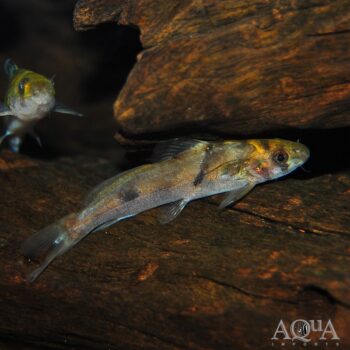 Bengal Tiger Catfish (Batasio fluviatilis)