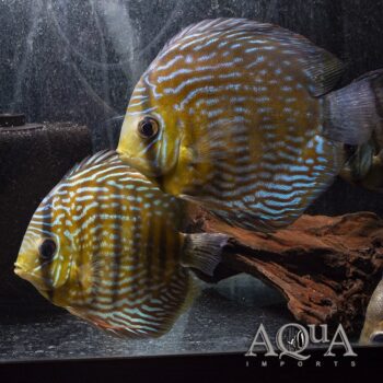 Beruri Royal Red Discus (Symphysodon aequifasciatus)