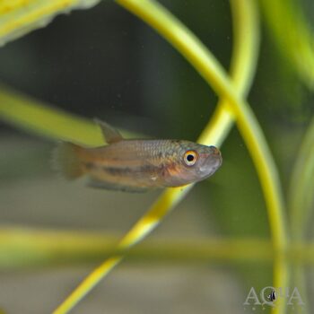 Betta antuta