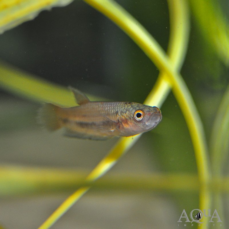 Betta antuta