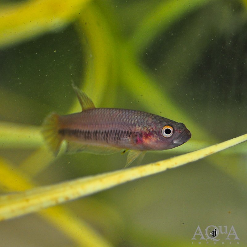 Betta antuta
