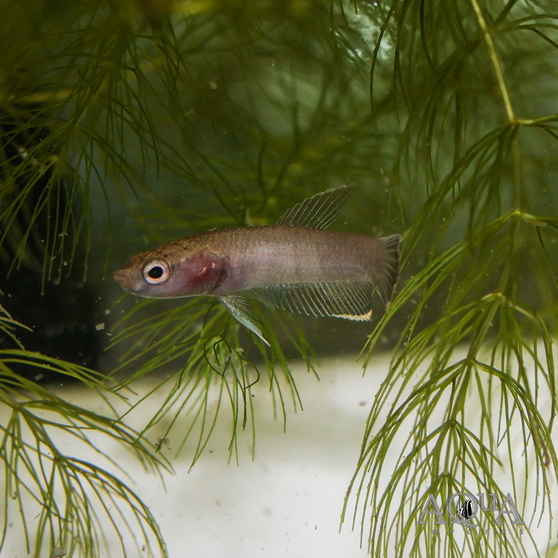 Betta channoides
