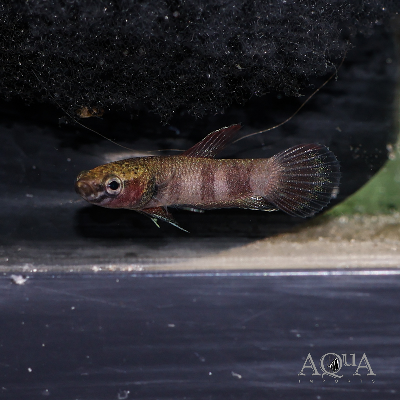 Betta channoides
