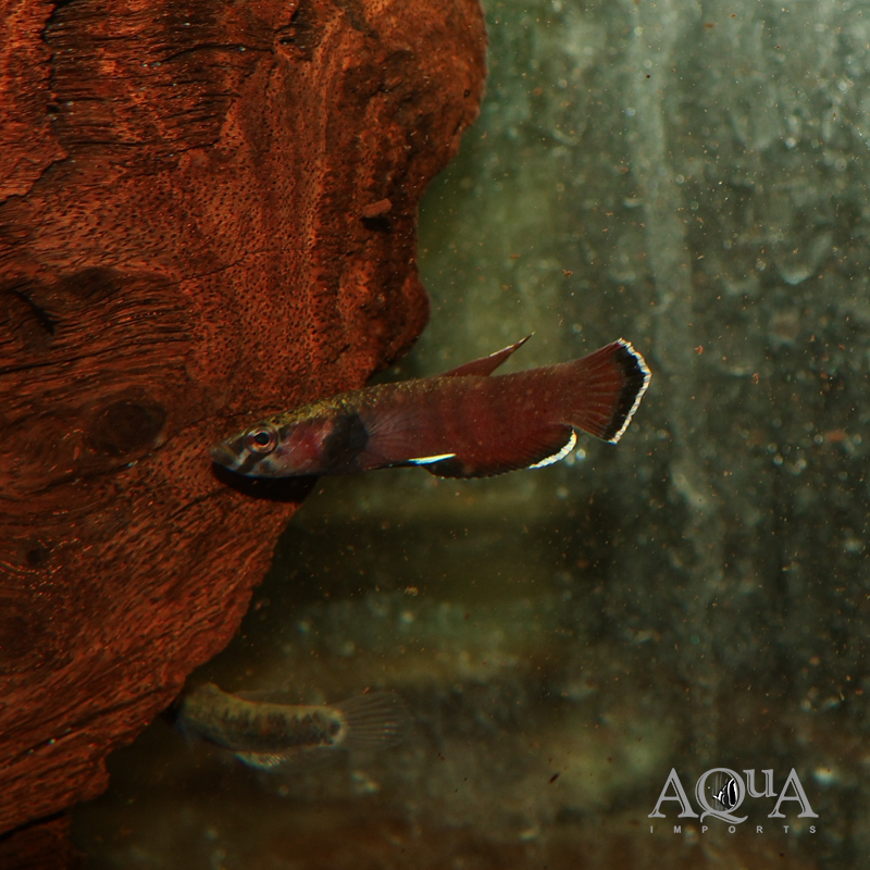 Betta channoides