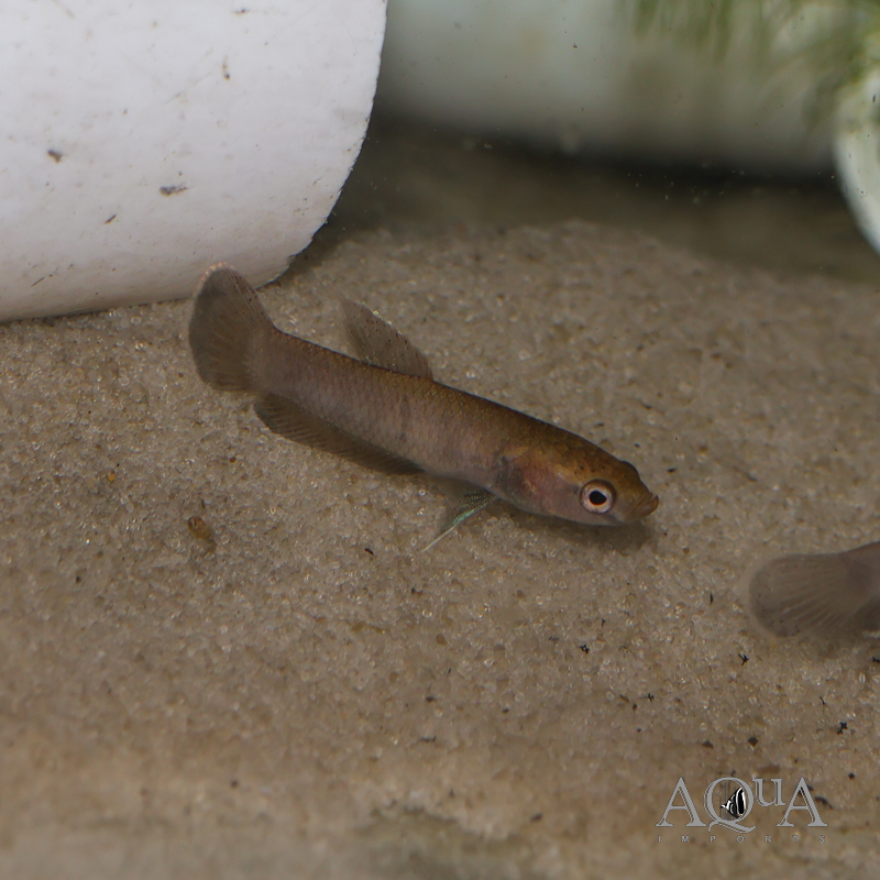 Betta channoides