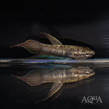 Betta dimidiata