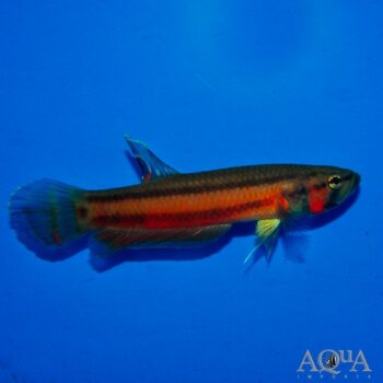 Macrostoma Betta Pair (Betta macrostoma)
