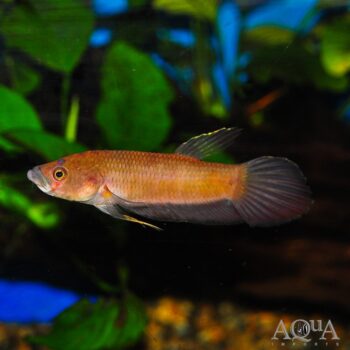 Betta patoti