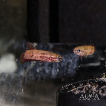 Betta persephone