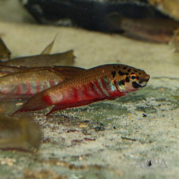 Betta rubra