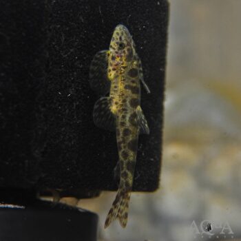 Bhavania australis