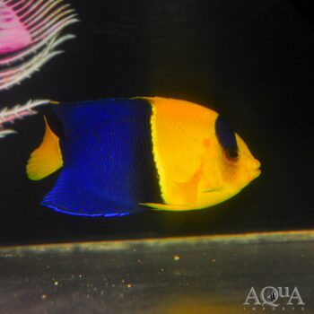 Bicolor Angelfish (Centropyge bicolor)