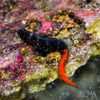 Bicolor Blenny (Ecsenius bicolor)