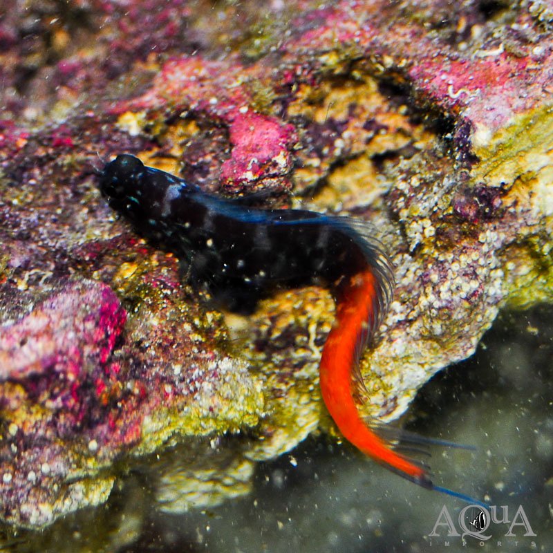 Bicolor Blenny (Ecsenius bicolor)