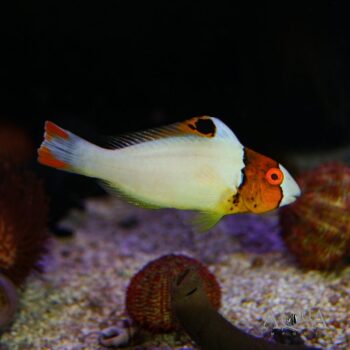 Bicolor Parrotfish (Cetoscarus bicolor)