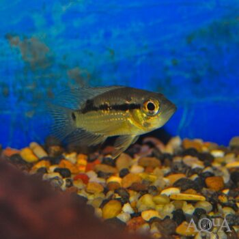 Big Eye Cichlid (Acaronia nassa)