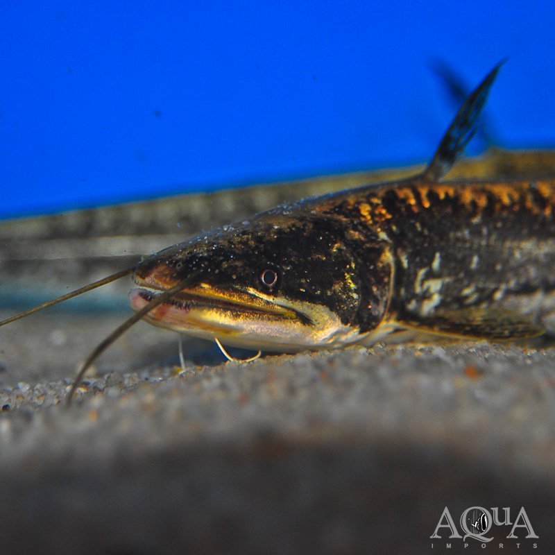 Big Mouth Wallago Catfish (Wallagonia attu) - Image 2