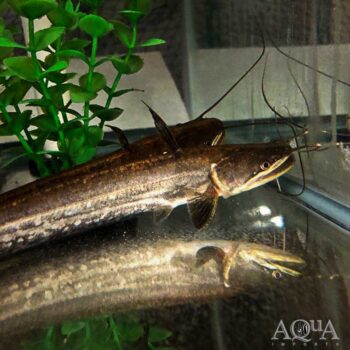 Big Mouth Wallago Catfish (Wallagonia attu)