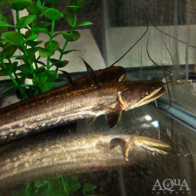 Big Mouth Wallago Catfish (Wallagonia attu)