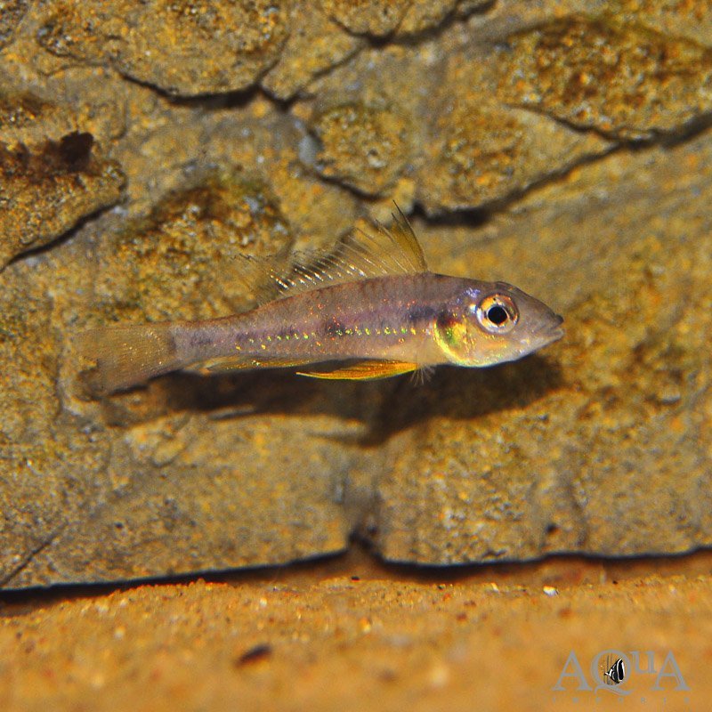 Biotoecus dicentrarchus