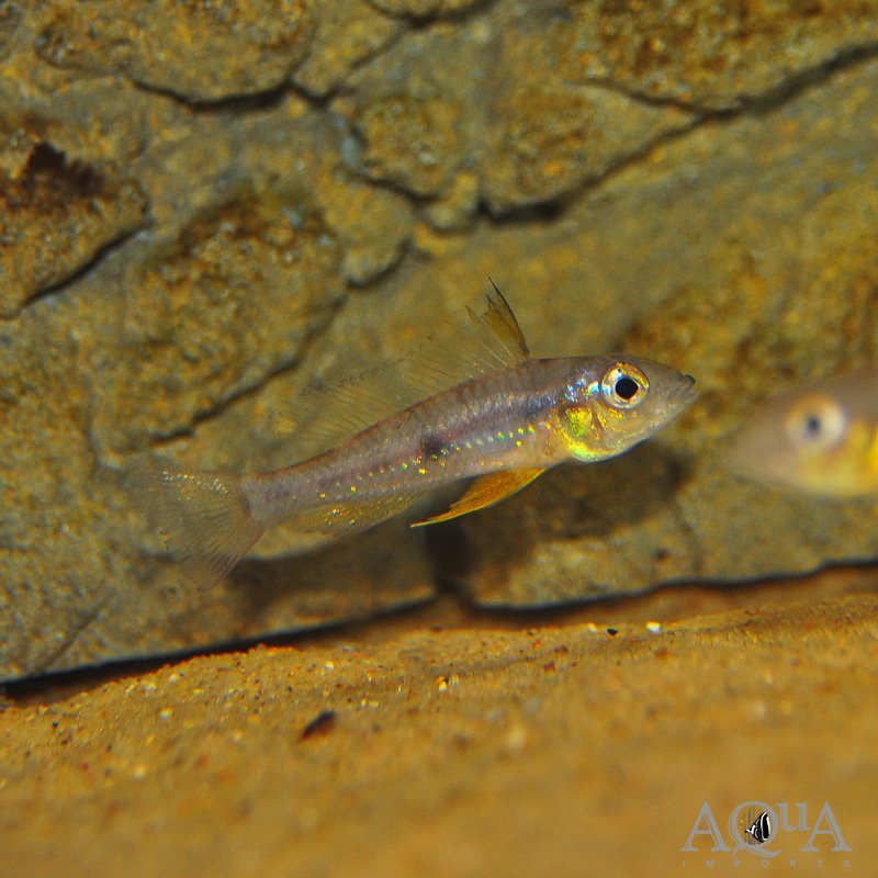 Biotoecus dicentrarchus