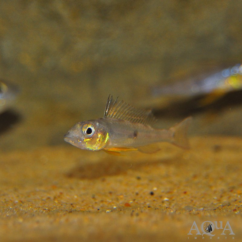 Orinoco Fairy Dwarf Cichlid (Biotecus dicentrarchus) - Image 2