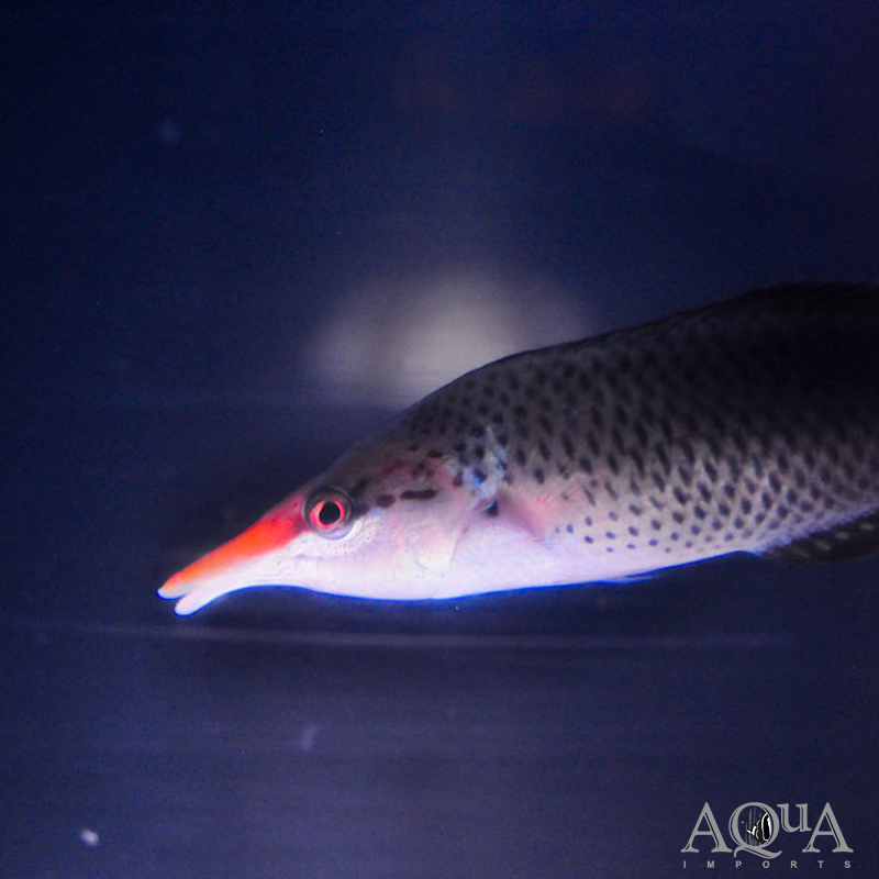 Green Bird Wrasse (Gomphosus varius)