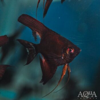 Black Angelfish (Pterophyllum scalare)